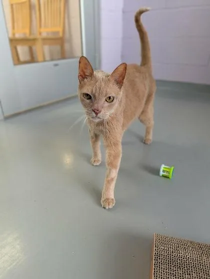 An adult small-sized male Domestic Short Hair cat named Howie for adoption in Gwinn, MI