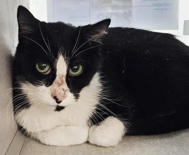 An adult medium-sized female Domestic Short Hair cat named Five for adoption in Albuquerque, NM