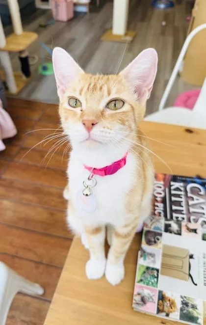 Marmie