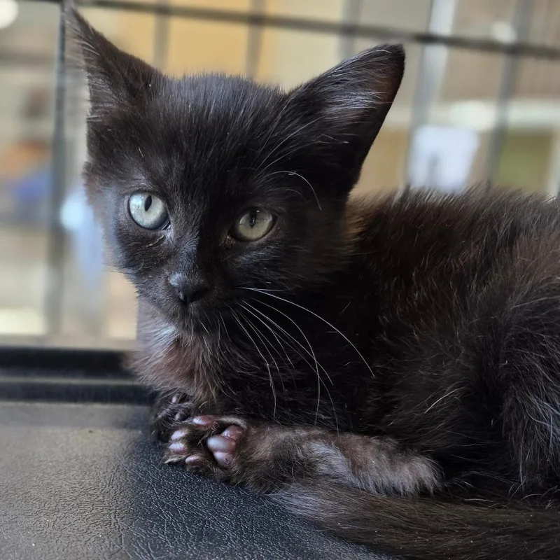 A baby small-sized male Black Domestic Short Hair cat named Night Kit for adoption in Chatham, VA