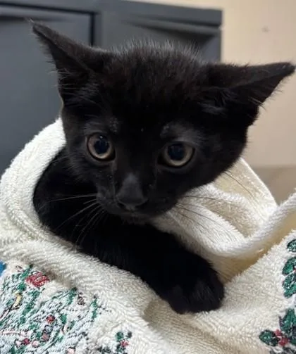 A baby small-sized male Domestic Short Hair cat named Bat for adoption in Honolulu, HI