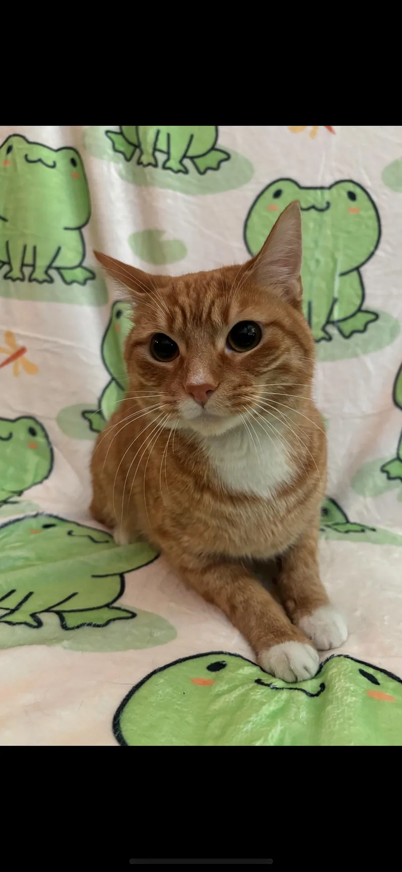 An adult medium-sized male Orange / Red Domestic Short Hair cat named Malachy for adoption in Flushing, NY