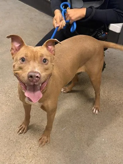 A young medium-sized female Yellow / Tan / Blond / Fawn Pit Bull Terrier dog named Isla for adoption in Cleveland, OH