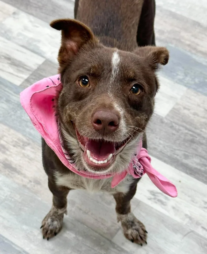 A young medium-sized female Australian Shepherd dog named Sydney for adoption in Olympia, WA