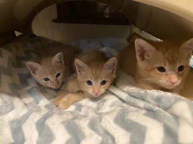 Manx's Litter Of thumbnail 3