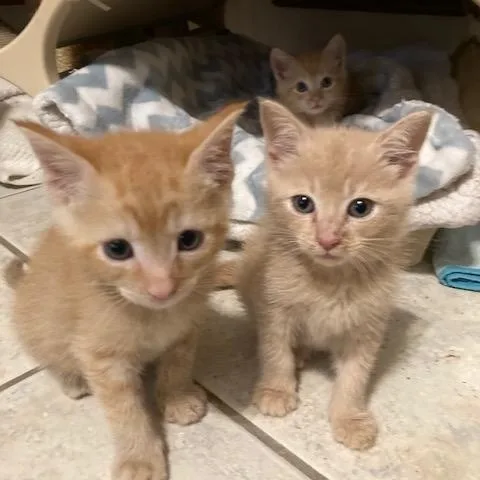 Manx's Litter Of thumbnail 4