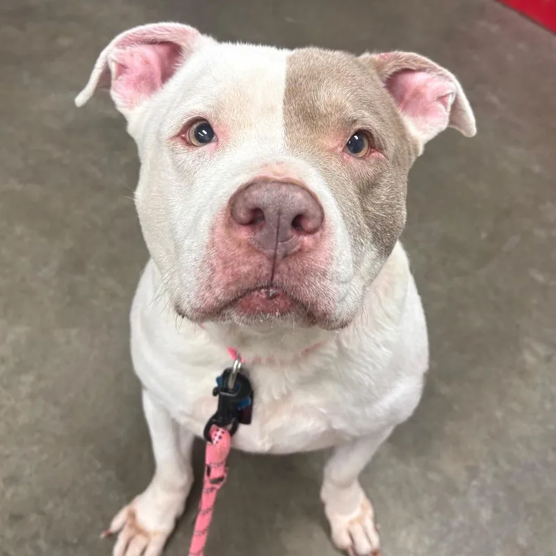 A senior medium-sized female Brown / Chocolate American Staffordshire Terrier dog named Nebula for adoption in Manhattan, KS