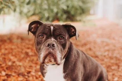 An adult large-sized male American Staffordshire Terrier dog named a Cyrus for adoption in North Charleston, SC