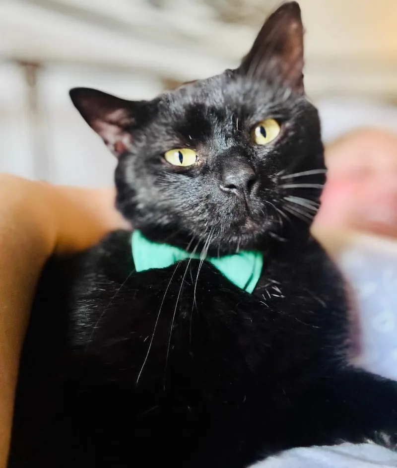 An adult large-sized male Black Domestic Short Hair cat named Edgar Allen Poe AKA for adoption in Louisville, KY