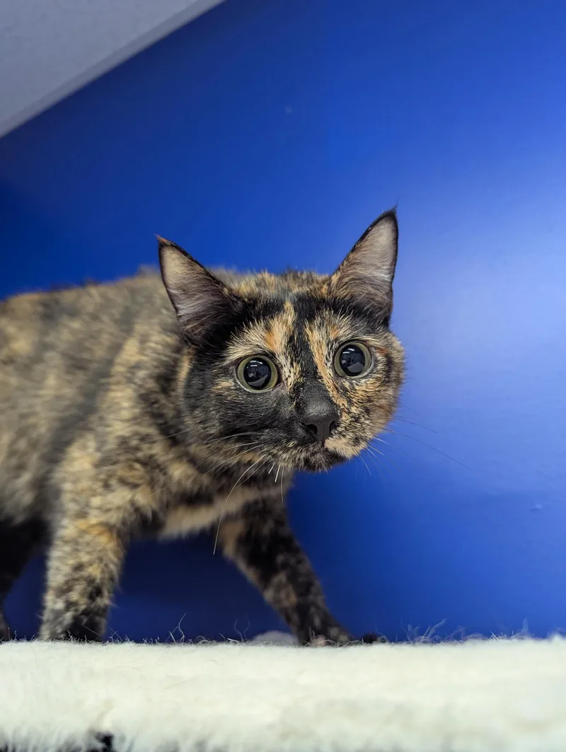 A young medium-sized male Tortoiseshell Domestic Short Hair cat named Rosie and Sunny for adoption in High Ridge, MO