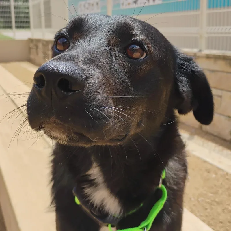 A young medium-sized female Black Mixed Breed dog named Fae for adoption in Bentonville, AR