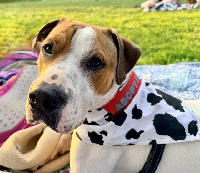 An adult medium-sized male Pit Bull Terrier dog named Felix for adoption in Boston, MA