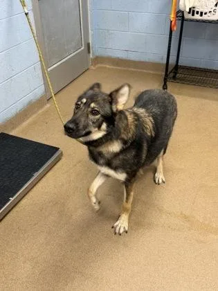 An adult large-sized female Mixed Breed dog named Ditee Millie Carter for adoption in Chamblee, GA