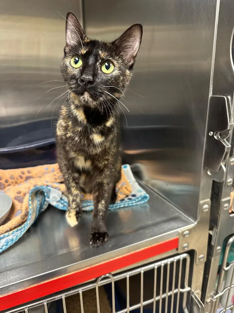 A young medium-sized female Domestic Short Hair cat named Naomi for adoption in Johnson City, TN