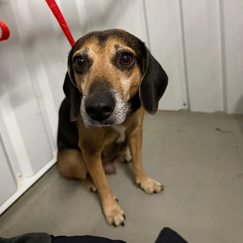 An adult small-sized female Beagle dog named Coral for adoption in Hughesville, MD