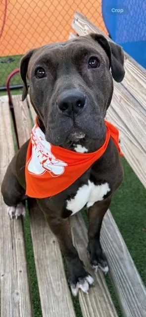 An adult large-sized female American Bulldog dog named Lola for adoption in Miami, FL