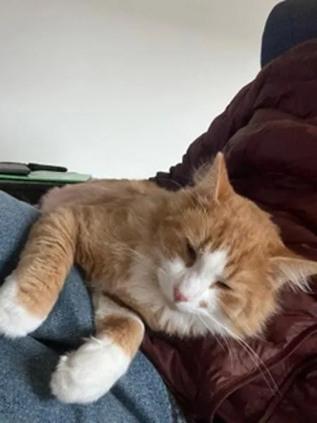 A young large-sized male Domestic Short Hair cat named Mcgregor for adoption in Troutdale, OR