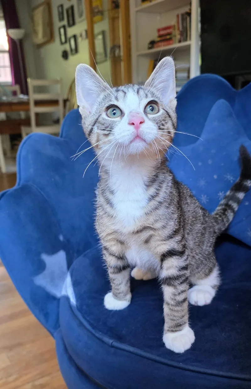 A baby medium-sized male Tabby (Tiger Striped) Tiger cat named Capri for adoption in Wayne, NJ