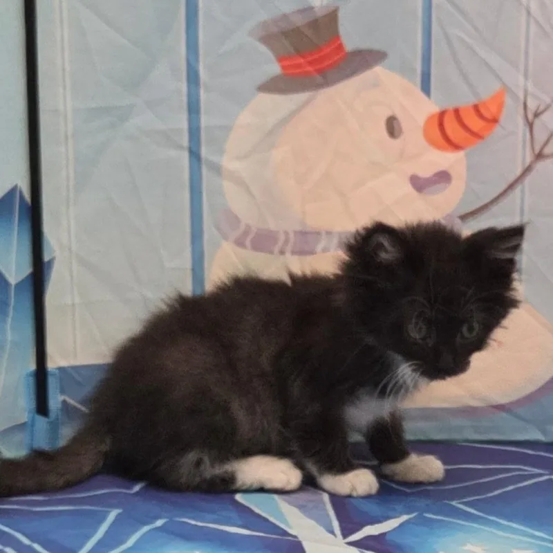 A baby medium-sized female Domestic Long Hair cat named Cheddar for adoption in Pasco, WA