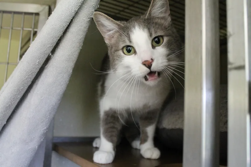 An adult medium-sized male Domestic Short Hair cat named Fox for adoption in McCall, ID