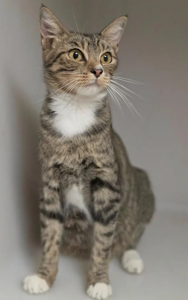 A young medium-sized female Domestic Short Hair cat named Momma B for adoption in Highland Village, TX