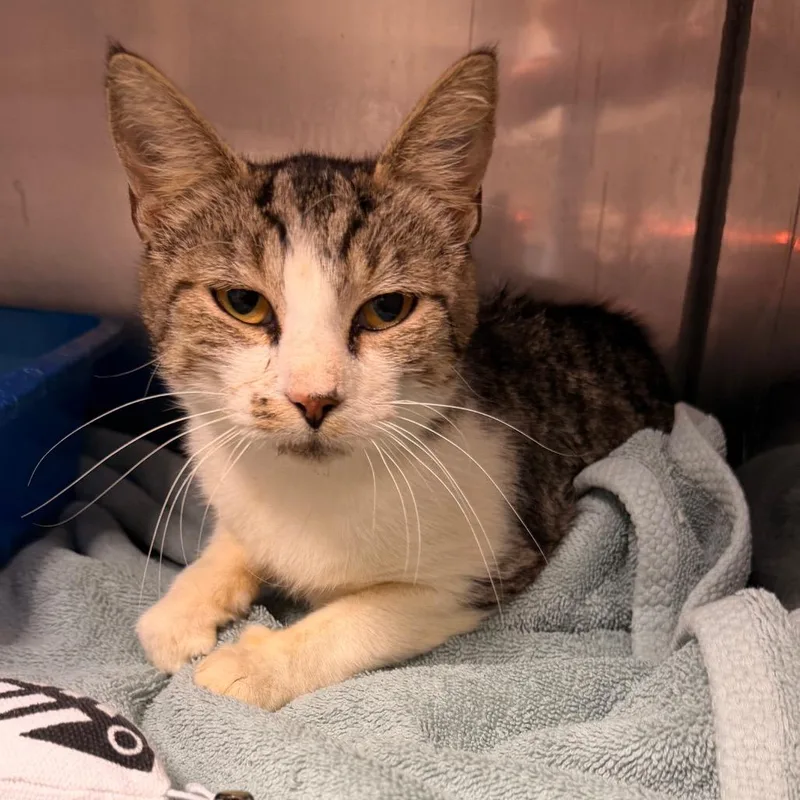 An adult medium-sized female Tabby (Gray / Blue / Silver) Domestic Short Hair cat named Maggie for adoption in Corydon, IN
