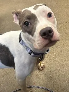 A baby medium-sized female Pit Bull Terrier dog named Penny for adoption in Cleveland, OH