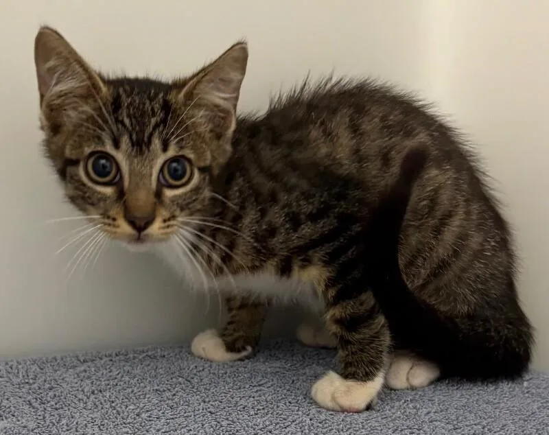 A young medium-sized male Tabby (Brown / Chocolate) Domestic Short Hair cat named Turnip for adoption in Katy, TX