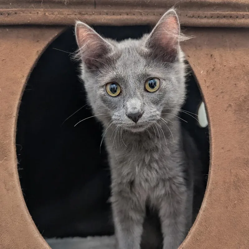 Loki