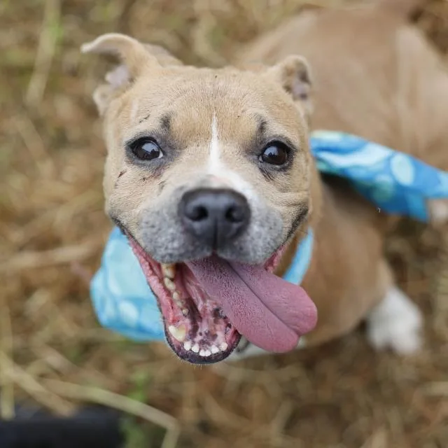 A young medium-sized female American Staffordshire Terrier dog named Sicily for adoption in San Antonio, TX