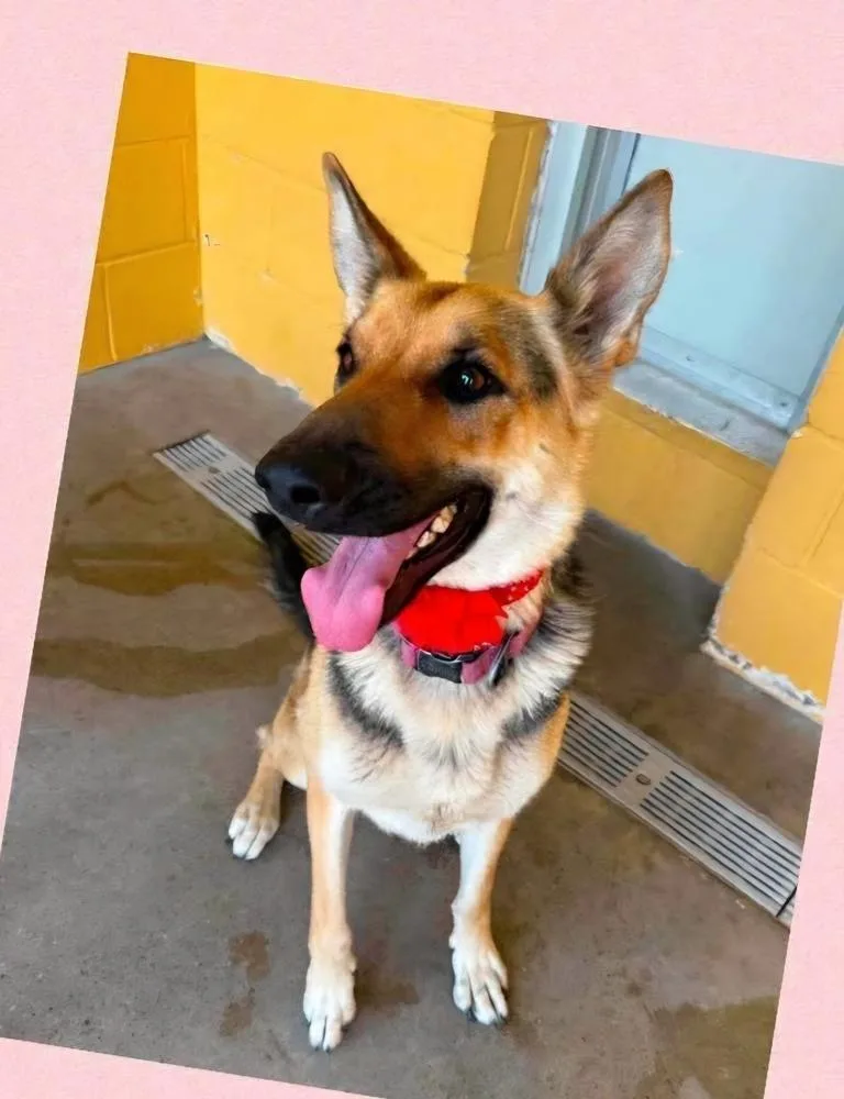 An adult large-sized female German Shepherd Dog dog named Mila for adoption in Suamico, WI