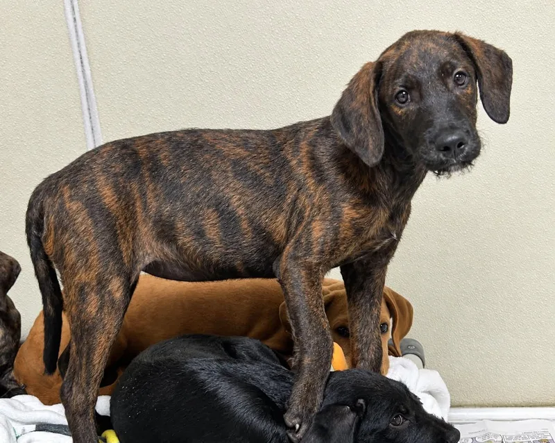 A baby large-sized female Mixed Breed dog named Harper for adoption in Fenton, MO