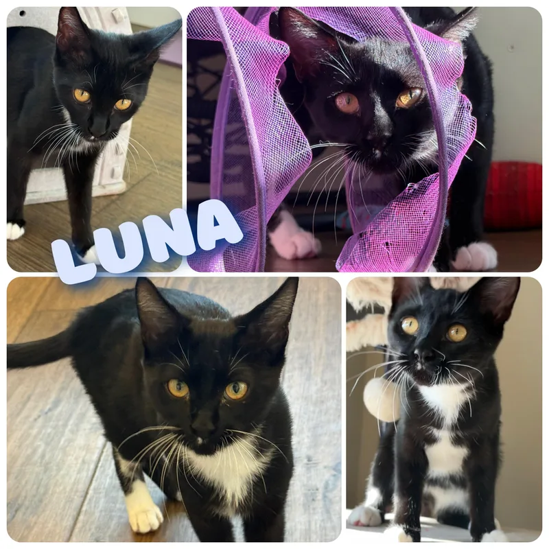 A young small-sized female Black & White / Tuxedo Domestic Short Hair cat named Luna for adoption in Hollister, CA
