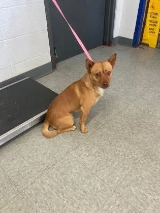 An adult medium-sized male Chihuahua dog named Rooster for adoption in Port Allen, LA