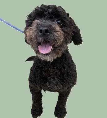 A young small-sized male Black Miniature Poodle dog named Xander for adoption in Columbia, MD