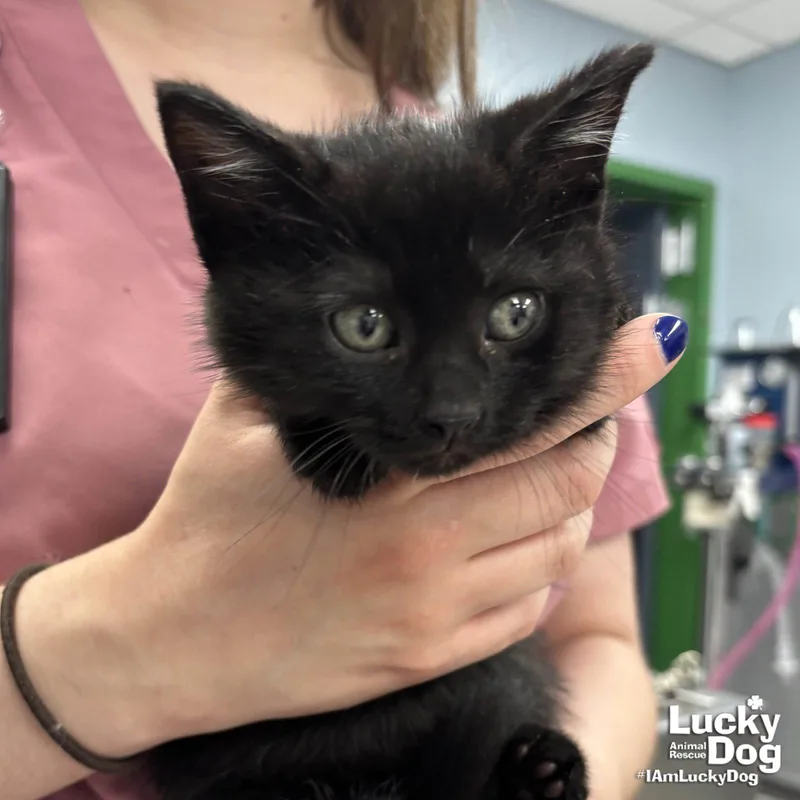 Sooty thumbnail 2