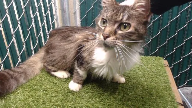 A senior medium-sized female Domestic Short Hair cat named Max for adoption in Downey, CA