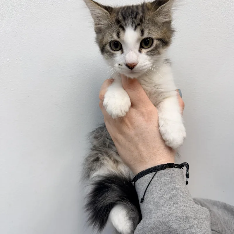 A baby medium-sized male Tabby cat named Mayo for adoption in Henderson, NV