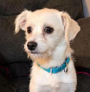 A baby small-sized female Yellow / Tan / Blond / Fawn Wirehaired Dachshund dog named Romilly for adoption in Kansas City, KS