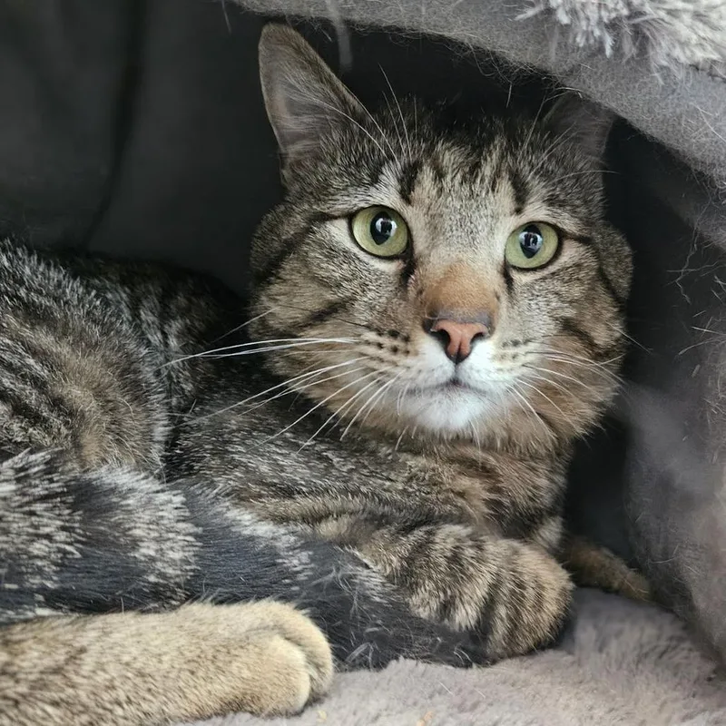 An adult large-sized male Brown / Chocolate Domestic Short Hair cat named Doodle for adoption in Lakewood, CO