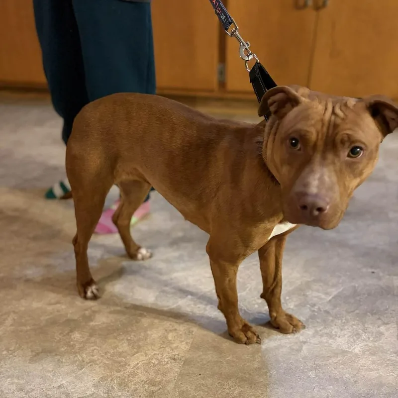 Linda Blair thumbnail 2