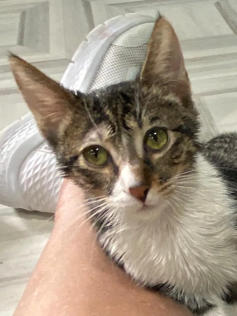 A baby small-sized male Domestic Short Hair cat named Hank for adoption in Murphysboro, IL