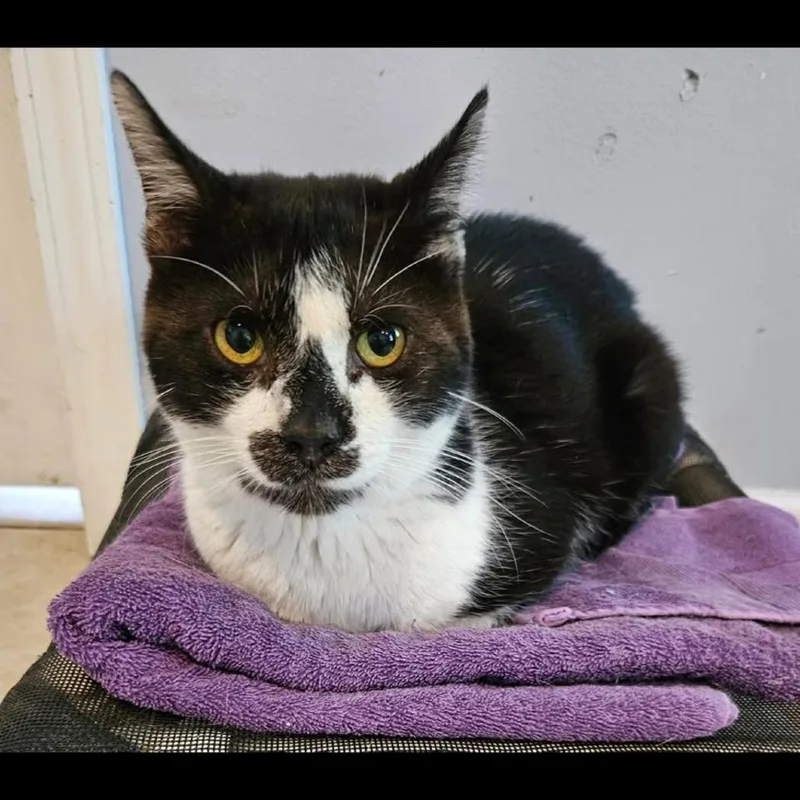 An adult large-sized male Black Domestic Short Hair cat named Hermit for adoption in Elwood, IN