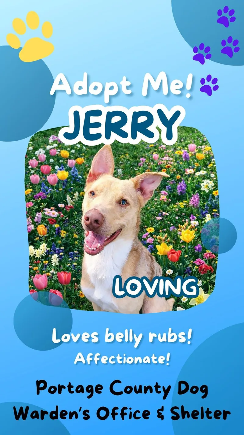 Pound Dogjerry  Courtesy thumbnail 2