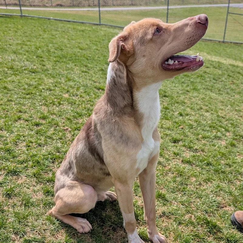 Pound Dogjerry  Courtesy thumbnail 3