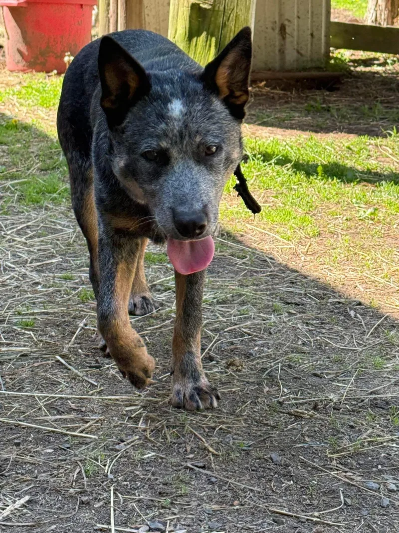 A baby small-sized male Cattle Dog dog named Blue for adoption in tannersville, PA