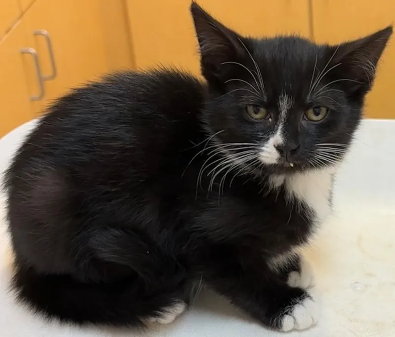 A baby small-sized female Domestic Short Hair cat named Birdie for adoption in Elizabethton, TN