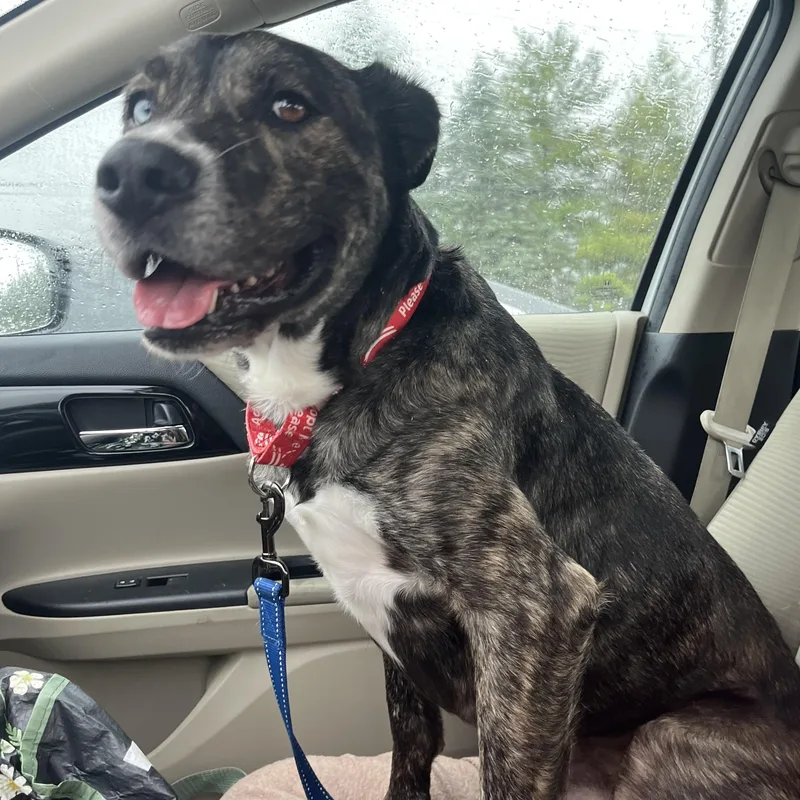A young large-sized male Brindle Catahoula Leopard Dog dog named Lego for adoption in Monroe, OH
