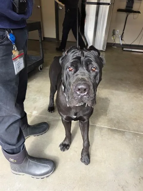 An adult extra large-sized male Cane Corso dog named Smokey for adoption in Ontario, CA