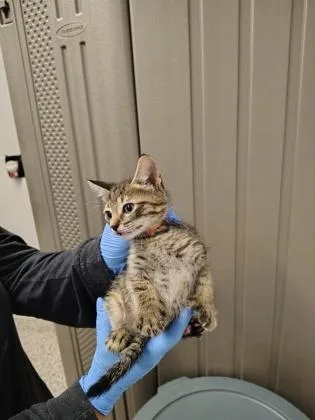 A baby small-sized female Domestic Short Hair cat named Kettle for adoption in Gastonia, NC
